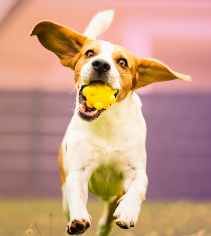 Backyard Pet Safety Tips from a Trusted Veterinarian in St. Charles